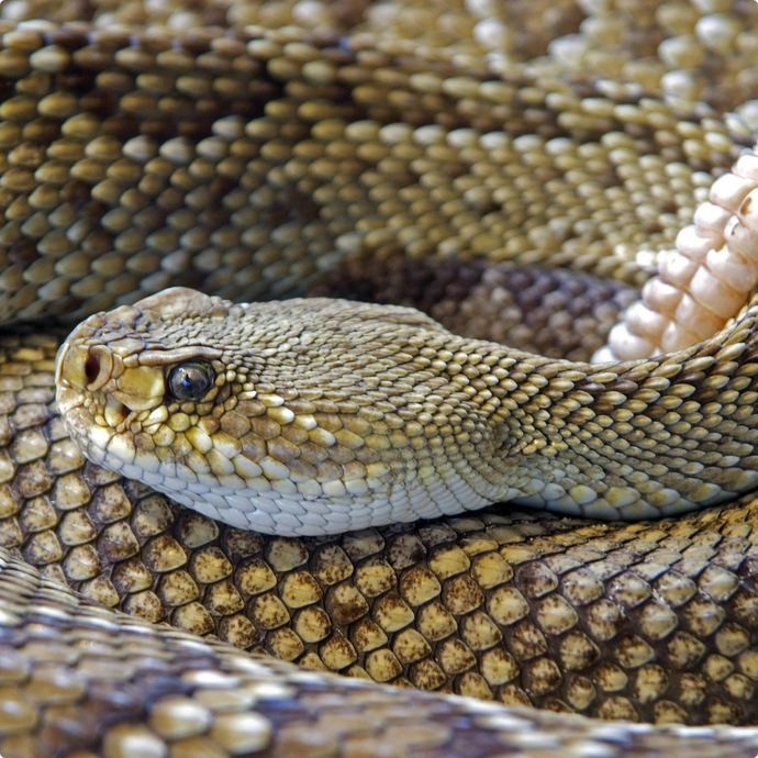 How to Treat a Snakebite